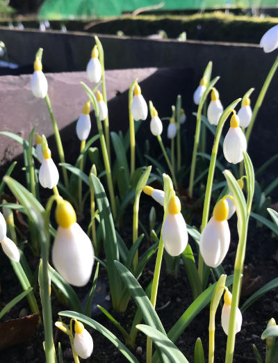 Galanthus 'Primrose Warburg'